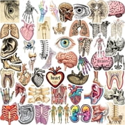 CCOCC 50Pcs Human Body Organs Stickers,Human Biology Student Anatomy Stickers for Adults Doctors Nurses Teacher Medical,Vinyl Stickers for Water Bottle Laptop Decor Party Favors Gifts