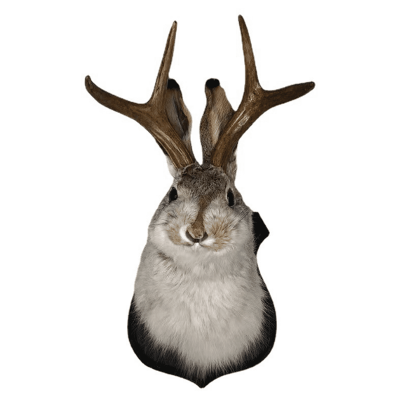CCOCC Wooden Wall Art Decor Jackalope Wall Hanging Decoration Wall Decor Resin Wall Art Bathroom Decor