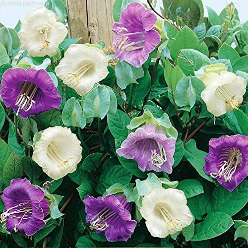 CEMEHA SEEDS Cathedral Bells Mix (Cup and Saucer Vine) Cobea