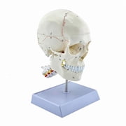 CEORPER Precise Human Display With Detachable Sections For School Lessons