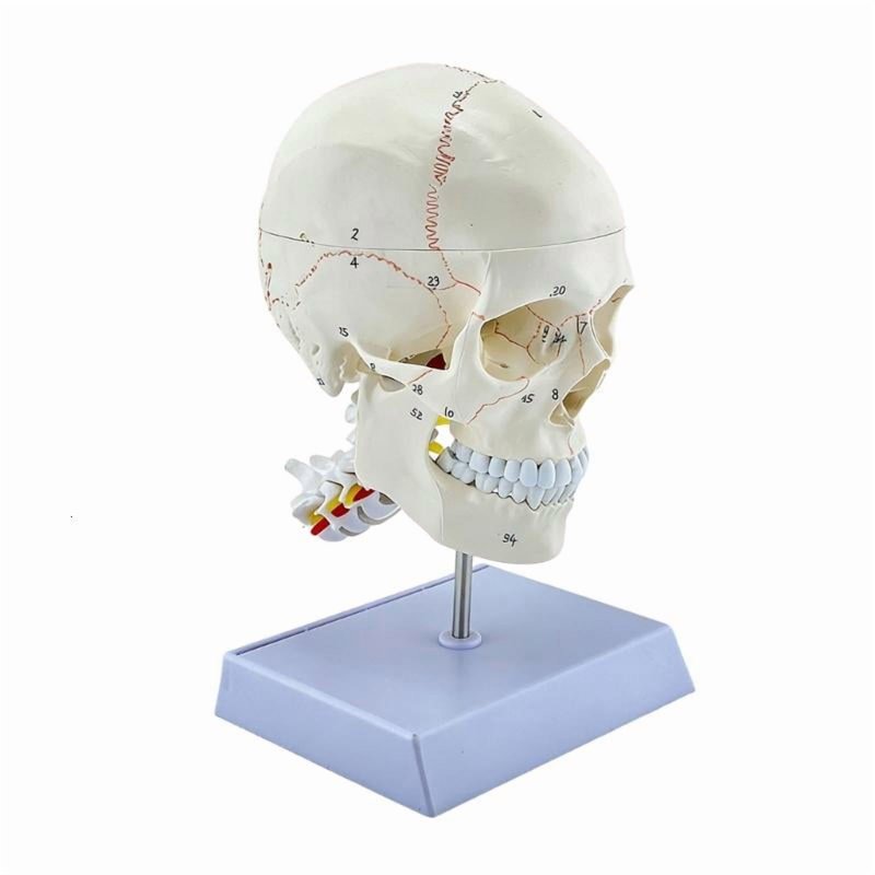 CEORPER Precise Human Display With Detachable Sections For School Lessons