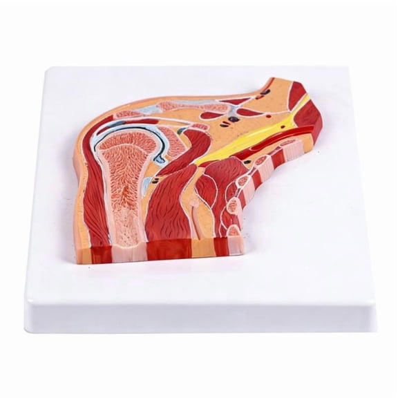 CEORPER Professional Shoulder Joint Anatomy Model Teaching Tool For Anatomy Study