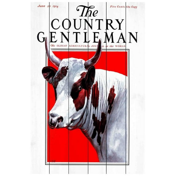 "CG Bull" Painting Print on White Wood