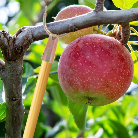 CHICHUMID small tree support Tree Branch Supports Golden Increase Fruit Rate Outdoor Gardens 10Pcs