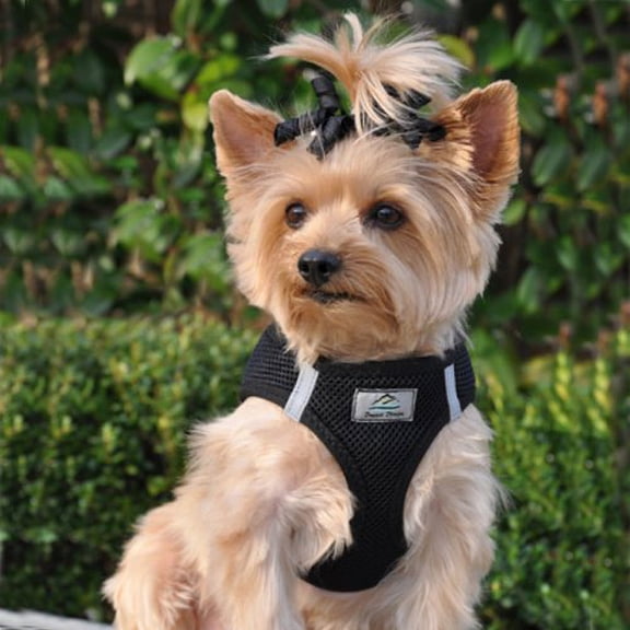 American River Choke Free Reflective Dog Harness, Black, Small