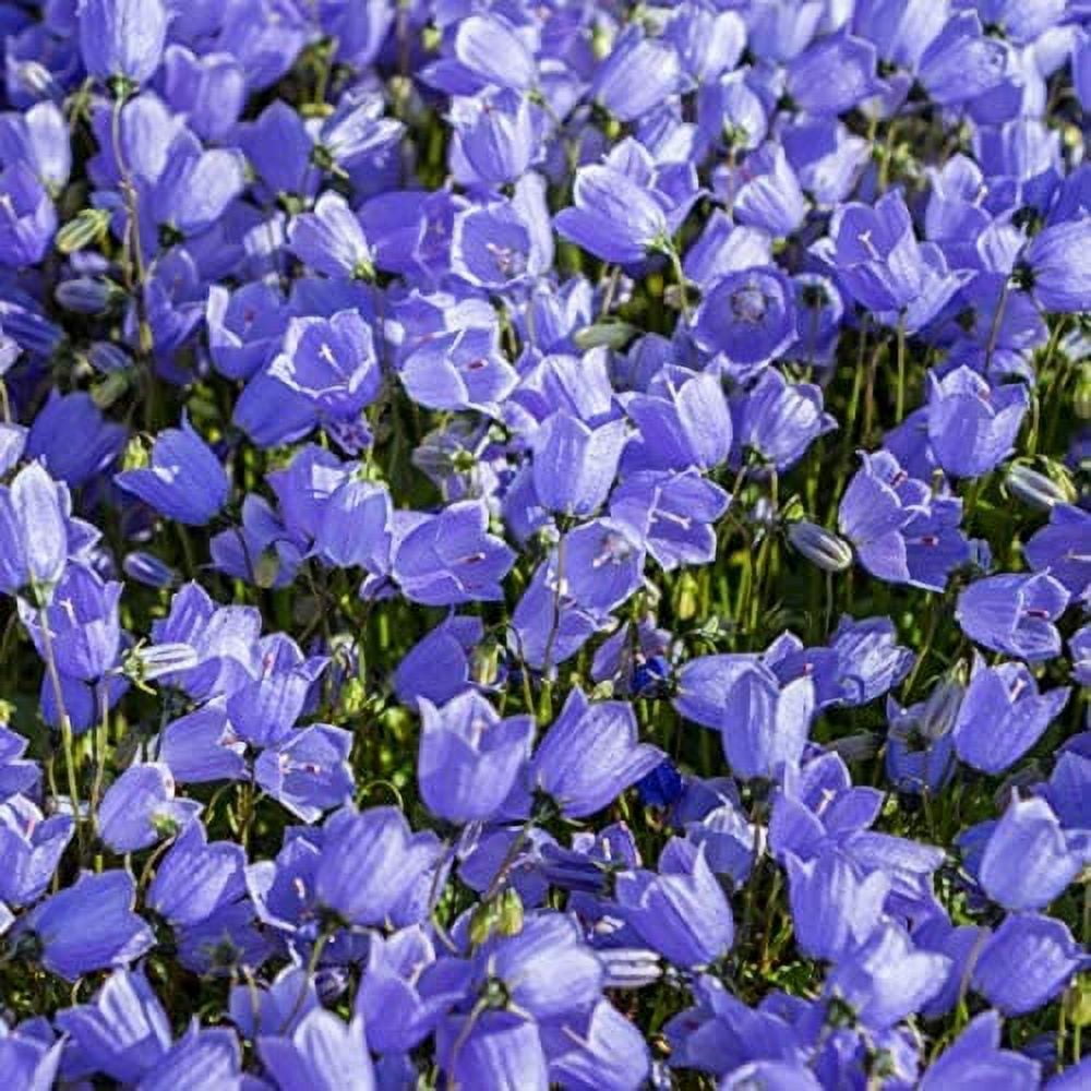 CHUXAY GARDEN 200 Seeds Campanula Carpatica Seed,Tussock Bellflower
