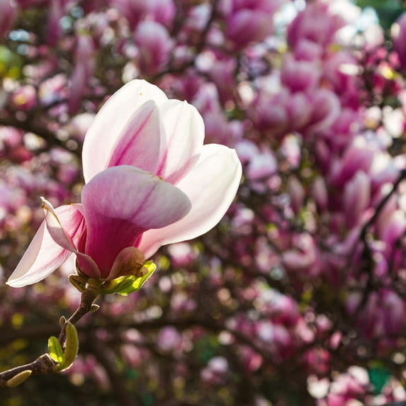 CHUXAY GARDEN 30ITSC Seeds Magnolia Soulangeana 'Rustica Rubra',Saucer Magnolia Seed,Saucer Magnolia,Magnolia Showy Fragrant Hardy Tree Striking Landscaping Plant