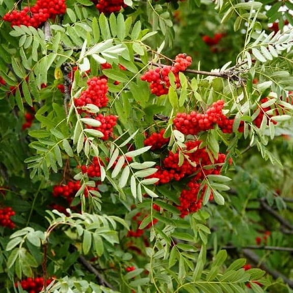 CHUXAY GARDEN 50 Sorbus Aucuparia Plant Seeds, European Mountain Ash
