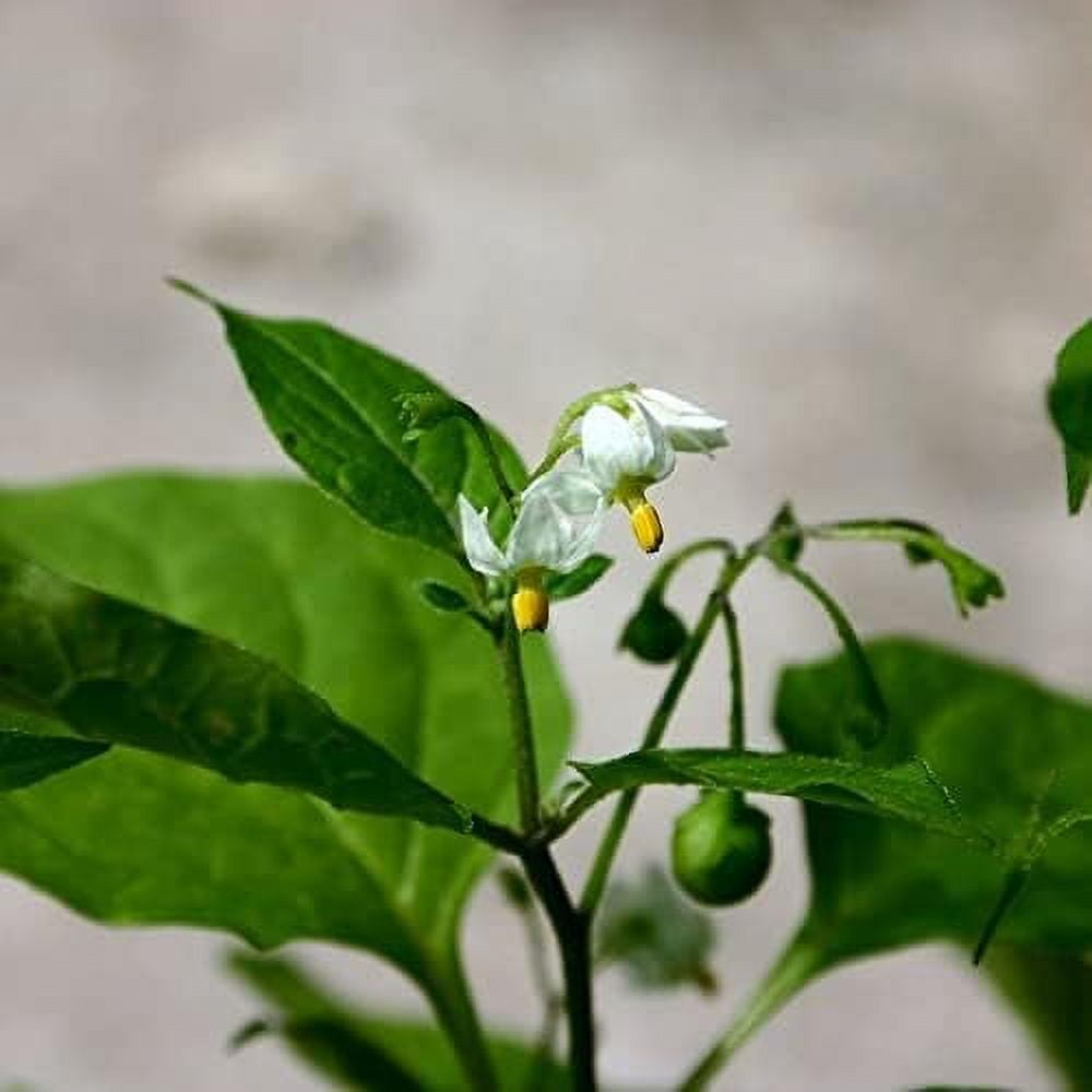 CHUXAY GARDEN Black Nightshade,Solanum,BlackBerry Nightshade 200 Seeds