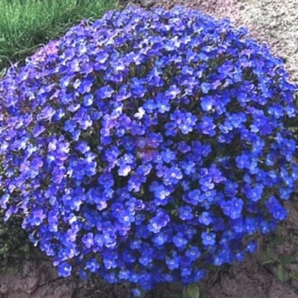CHUXAY GARDEN Blue Thymus Serpyllum,Creeping Thyme 100 Seeds Rare Exotic Flower for Planting