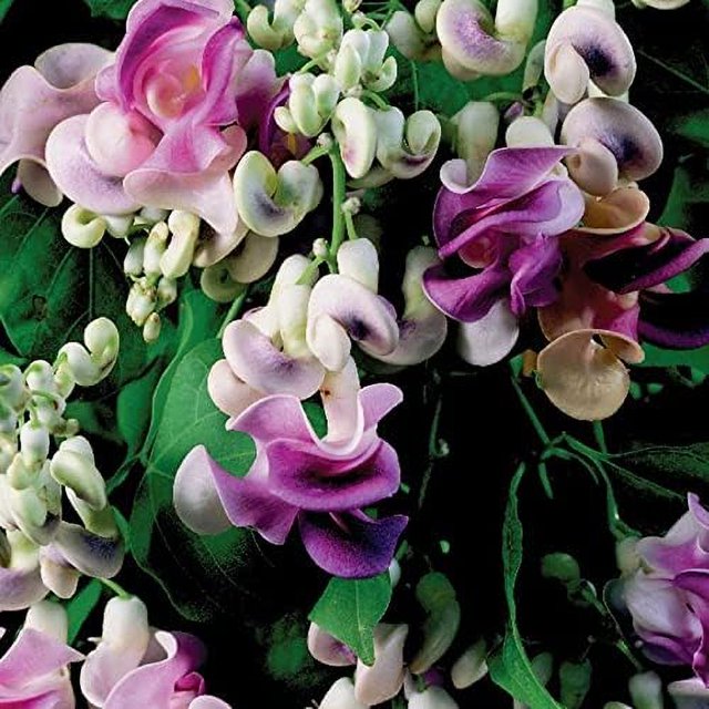 CHUXAY GARDEN Cochliasanthus CaracallaCorkscrew Vine,Snail Vine,Snail