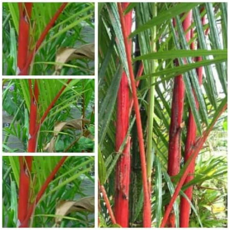 Phyllostachys edulis (Moso Bamboo)