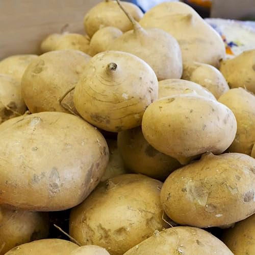 CHUXAY GARDEN Jicama Seed 100 Seeds Edible Mexican Turnip Heirloom Food