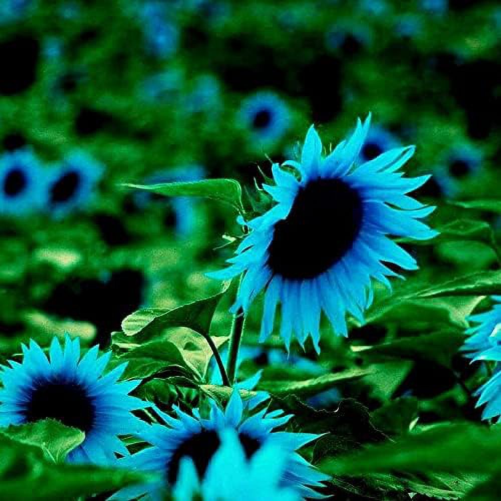 CHUXAY GARDEN Midnight Oil Blue Sunflower,Blue Sunflower 50 Seeds Rare