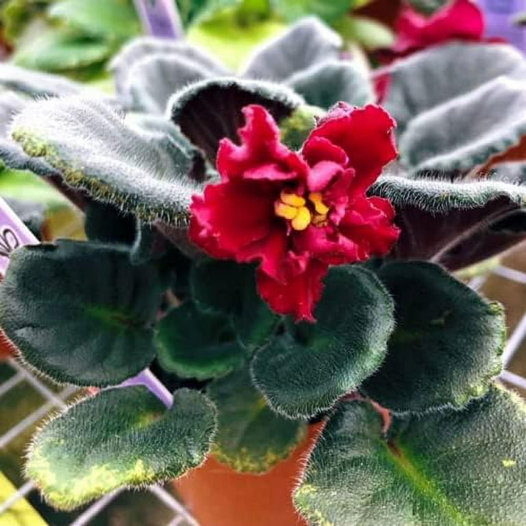 African violet seeds walmart deals