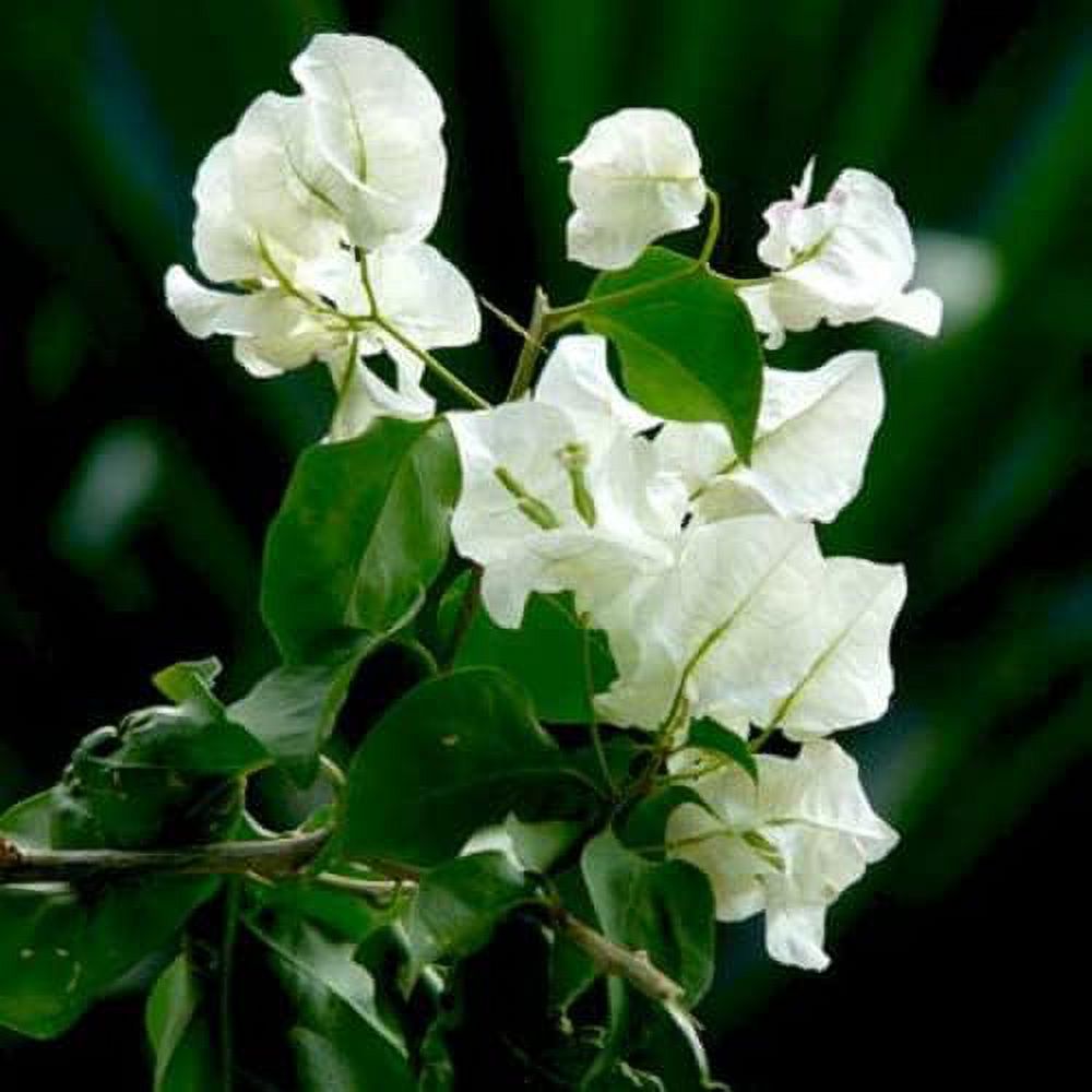 CHUXAY GARDEN White Bougainvillea-South American Jasmine 50 Seeds For ...