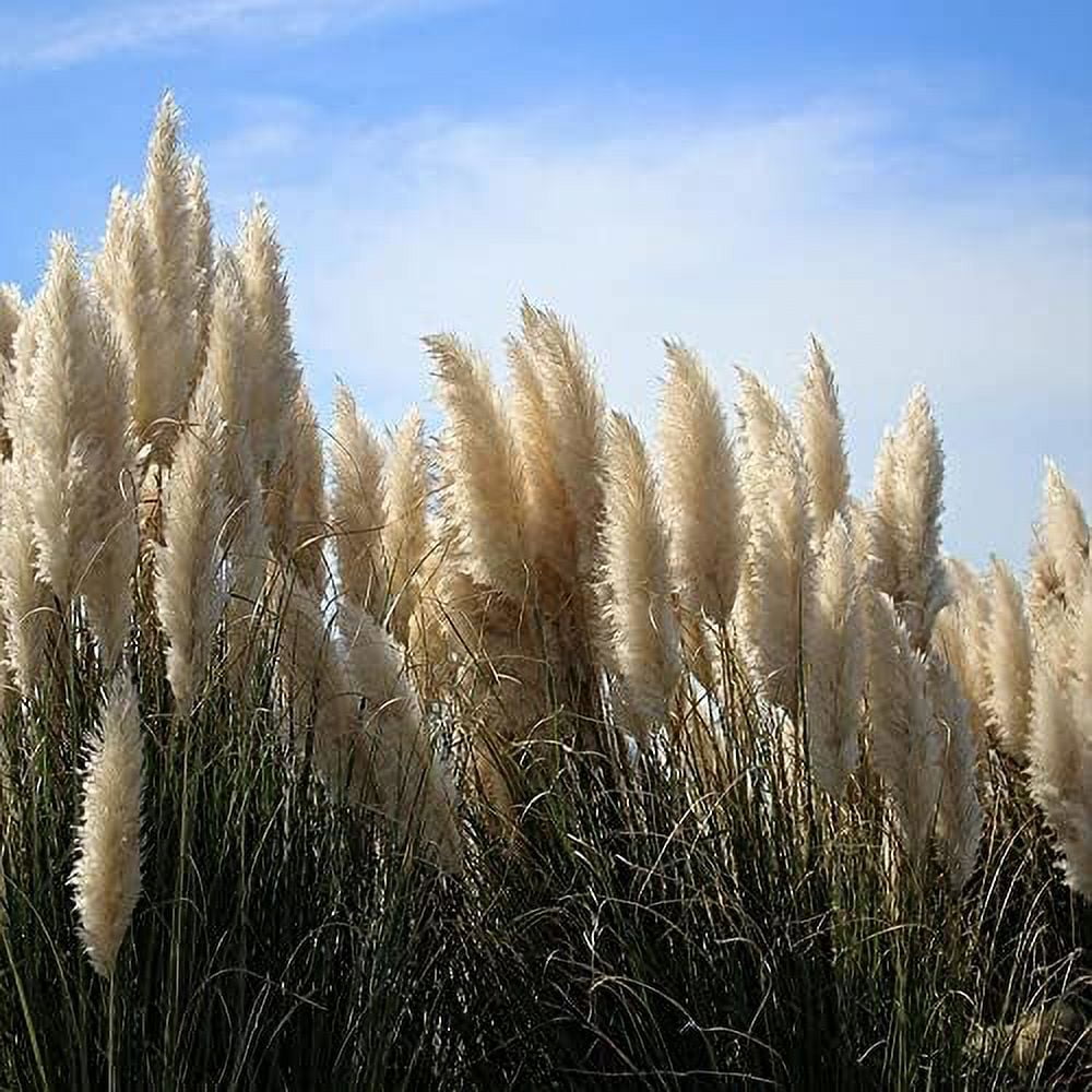 CHUXAY GARDEN White Pampas Grass Seed Cortaderia Selloana500 Seeds