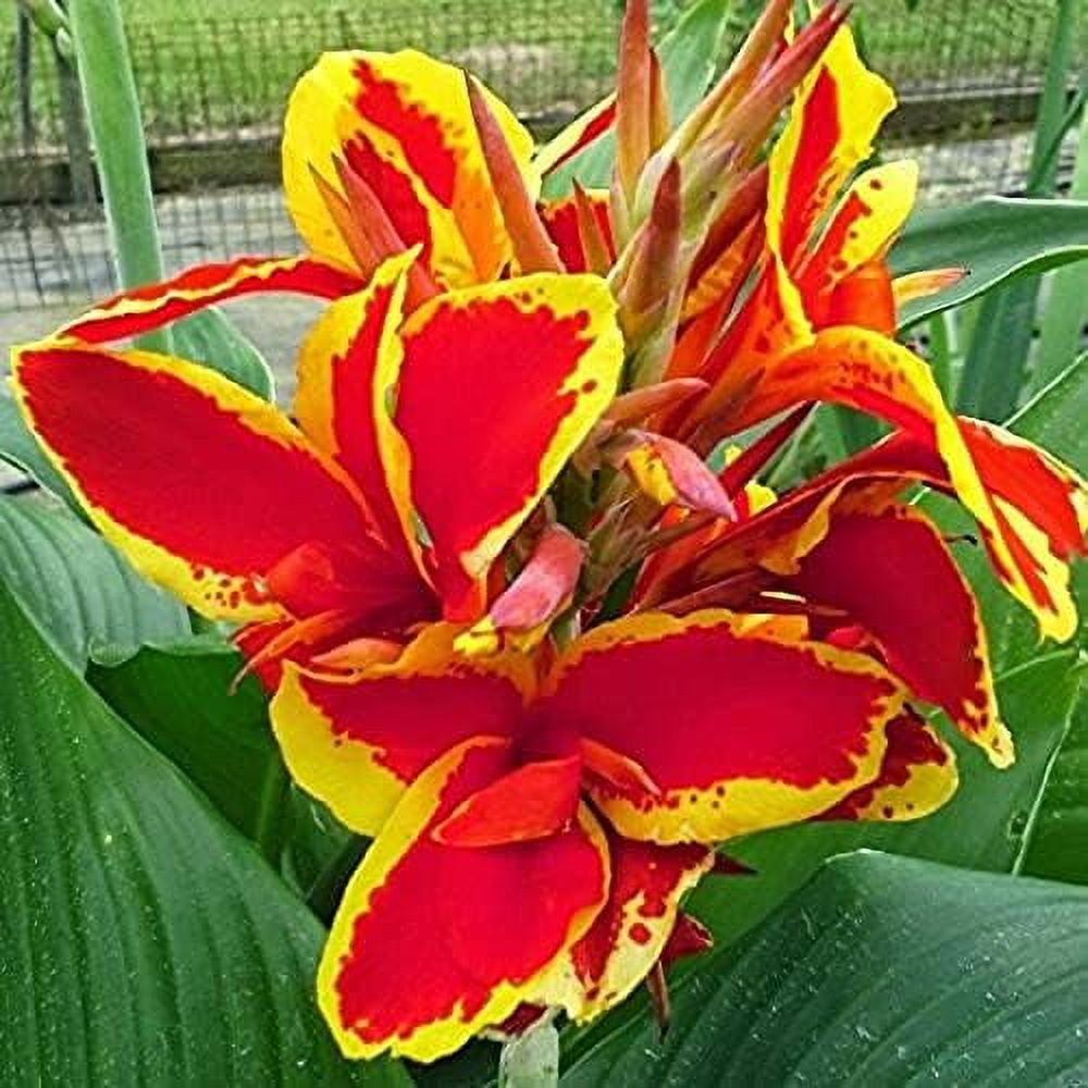 CHUXAY GARDEN Yellow And Red Canna Lily-Cannaceae,Canna 'Lucifer' 20 ...