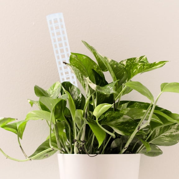 CIMAXIC 4Pcs White Plastic Moss Poles for Climbing Plants Garden Clips Included