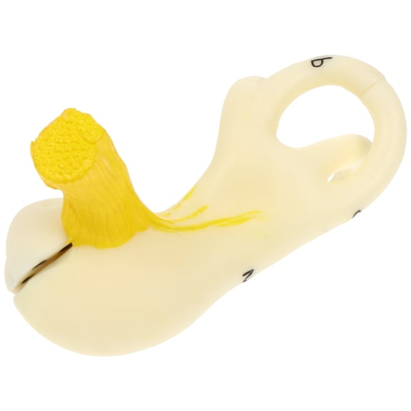 CIMAXIC Enlarged Ear Anatomy Model with Base Realistic Ear Structure for Teaching and Display