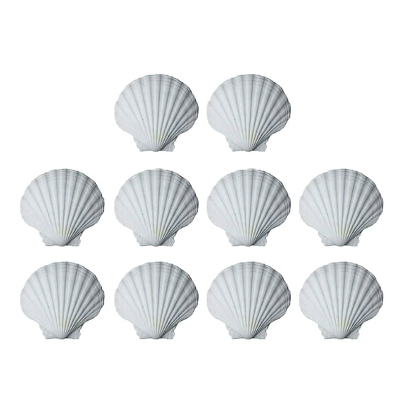 CIYISON 10PCS Smooth White Craft Shells Natural Scalloped Shells For DIY Art Projects And Creative Classroom Use