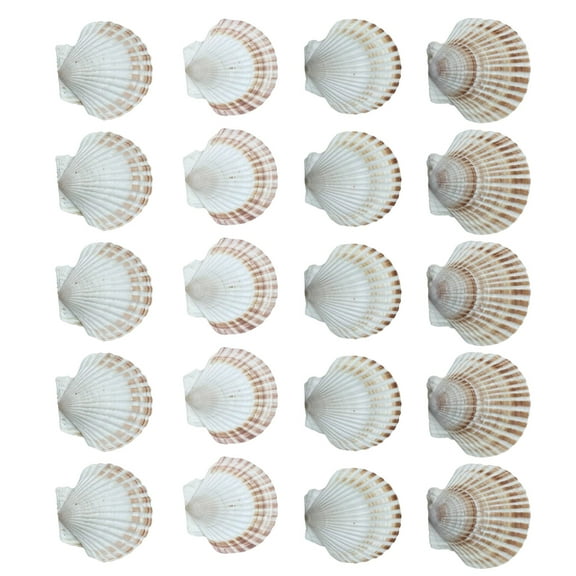 CIYISON Bulk Set of 20 White Large Seashells for DIY Projects and Beach Weddings Decors