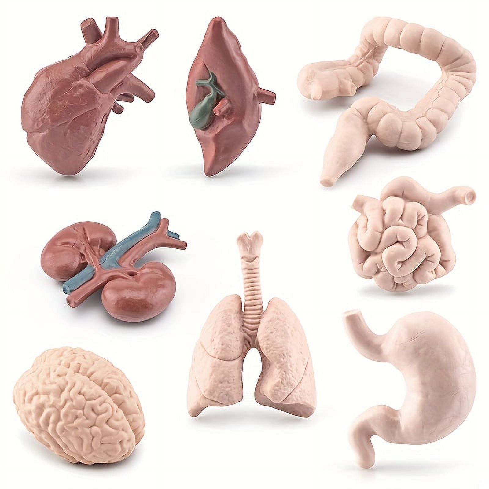 CJUAN 8 Pcs Human Body Model Mini Body Parts Sets Human Organ Model Anatomy and Physiology 3D Anatomy Model Study Tools Students Sciences Learning Kit for Kids