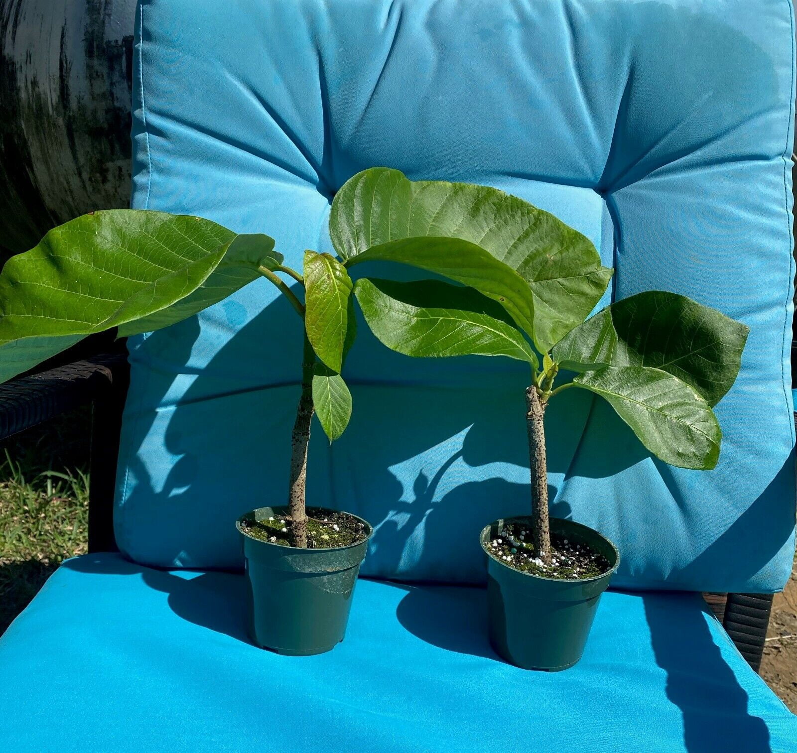 CLIMBING FRANGIPANI Tropical Plumeria Fragrant Flowering Vine Plant