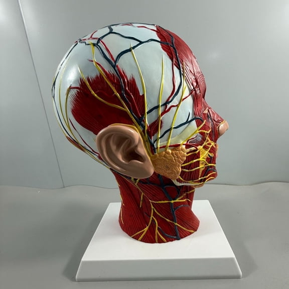 CNV Professional Life-Size Human Head Anatomy Model, 1:1 Detailed Anatomical Head with Nerve and Vascular Distribution, Educational Teaching Tool for Medical Science and Aesthetic Training