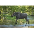 thumbnail image 1 of CO, Rocky Mts Male moose crossing Colorado River by Cathy - Gordon Illg (24 x 18), 1 of 1