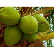 COCONUT (Green) hawaiian plant palm tree Cocos nucifera ready to pot,1 live SEED
