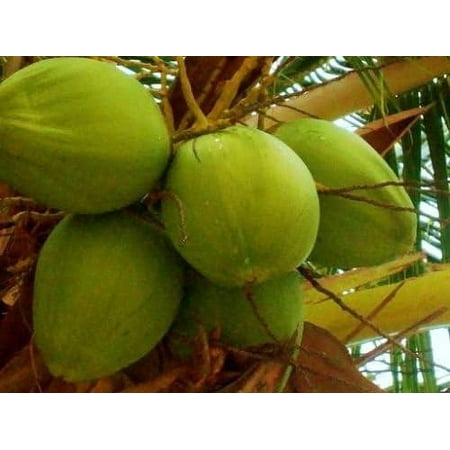 COCONUT (Green) hawaiian plant palm tree Cocos nucifera ready to pot,1 live SEED