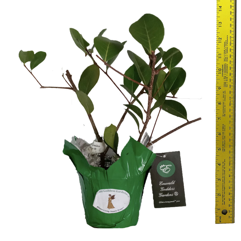 COCOPLUM Red Tip Salt Tolerant Tropical Hedge Plant Shrub Fruit Florida