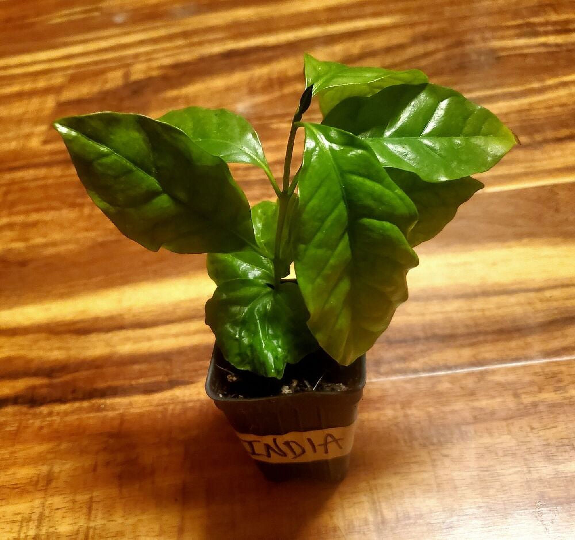 COFFEA ARABICA "INDIA" LIVE COFFEE PLANT Grown from seeds by World Seed