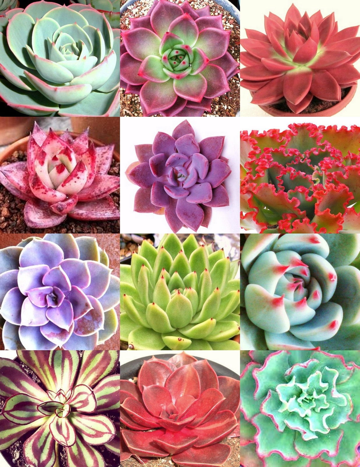 Rare Exotic Plant Seeds