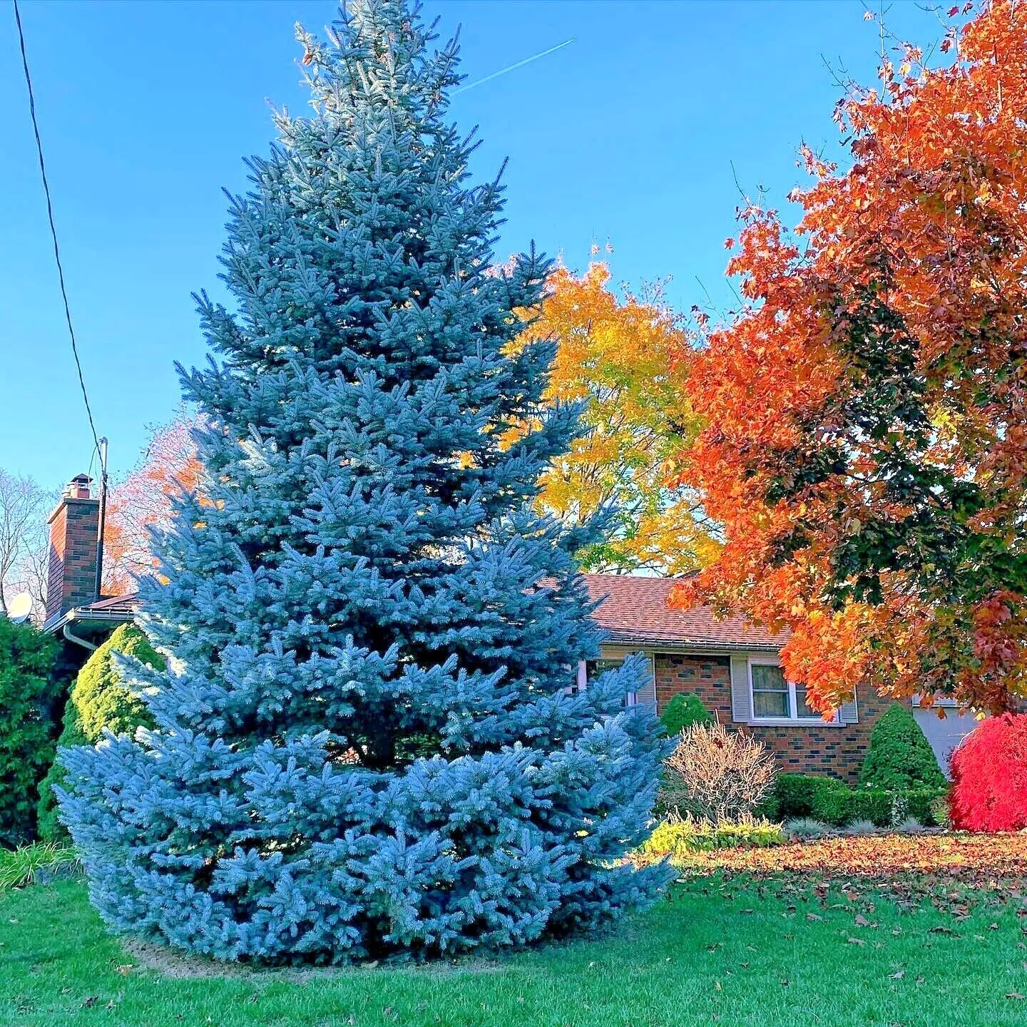 Colorado Blue Spruce Tree Seeds (picea Pungens) 