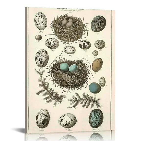 COMIO Poster Print Birds Nests Eggs Collection Identification Illustration Reference Chart Biology Science Educational Vintage Framed Home Wall Decor