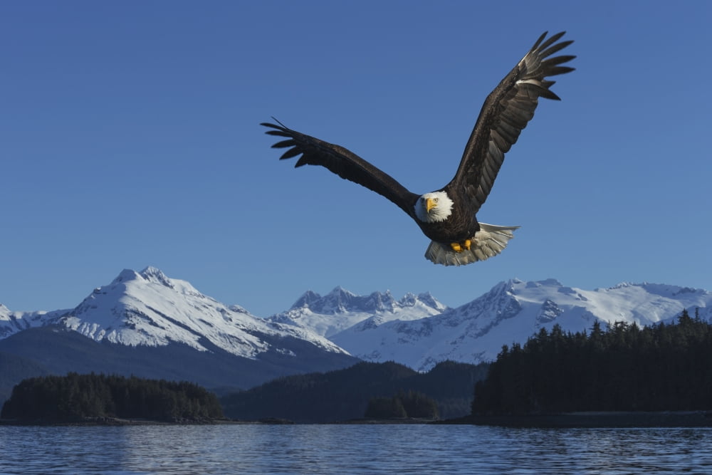 COMPOSITE A bald eagle soars against a blue sky in Auke Bay near Juneau Inside Passage Southeast Alaska Canvas Art - John Hyde Design Pics (38 x 24)