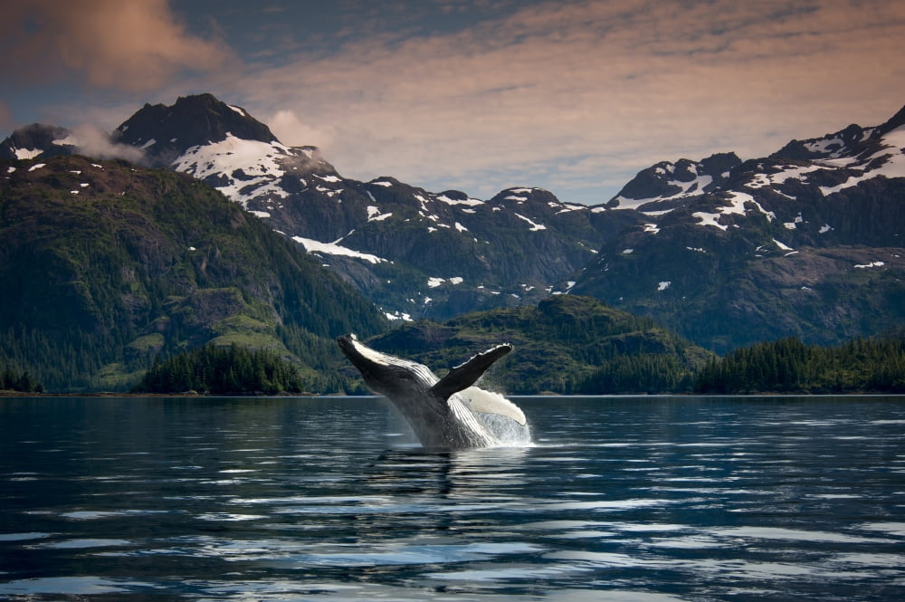 COMPOSITE Breaching Humpback whale in Prince William Sound Southcentral Alaska Summer Canvas Art - Daryl Pederson Design Pics (18 x 11)