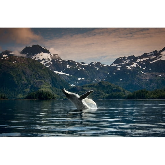 COMPOSITE Breaching Humpback whale in Prince William Sound Southcentral Alaska Summer Poster Print