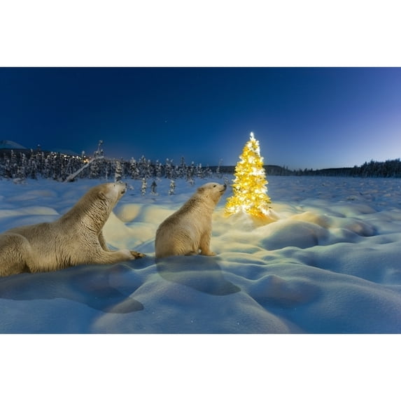 COMPOSITE Polar bear sow and cub and Christmas tree on snow covered tundra at twilight spruce forest and Chugach Mounta