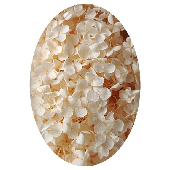 COOLL 1 Box Colorfast Dried Flowers Exquisite Natural Realistic DIY Hydrangea Heads Wedding Favors
