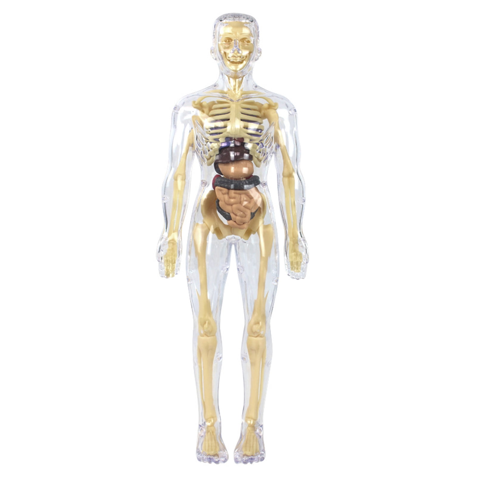 COOLL Human Body Structure Toys Threedimensional Human Anatomy Toy 1
