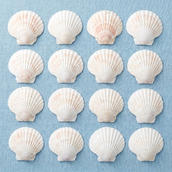 COOPHYA 12-Piece Large Natural Clam Shells for Coastal Home Decoration and Crafting Projects, Beach-Themed Ornaments