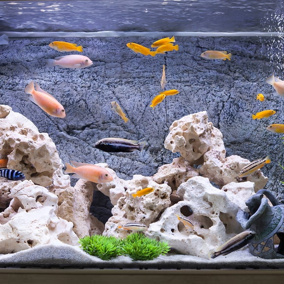 COOPHYA 20Pcs Fish Tank Divider Plates Black PVC Reusable Aquarium Divider Tray for Breeding
