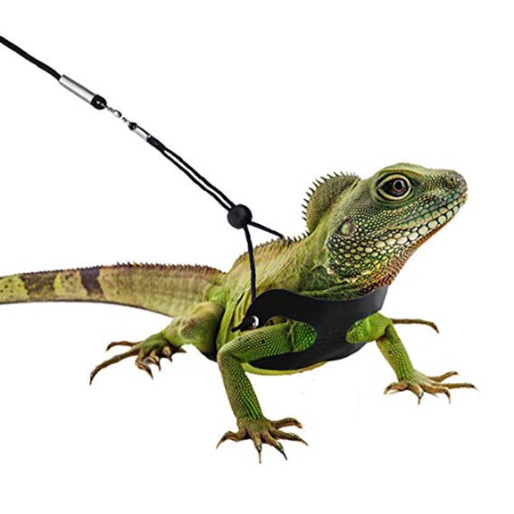 COSMOBETTY 3Pcs Reptile Lizard Harness and Leash for Small Animals in Black Color