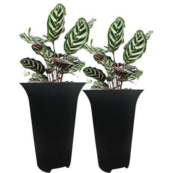 CSCHome Breathable Planter Orchid Potting Mix with Drainage Holes for Succulents Gardening Home Window Decor