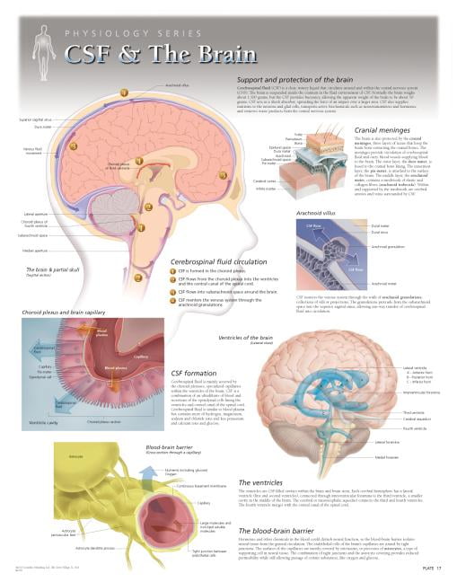 CSF & the Brain Wall Chart : 8270 (Wallchart) - Walmart.com