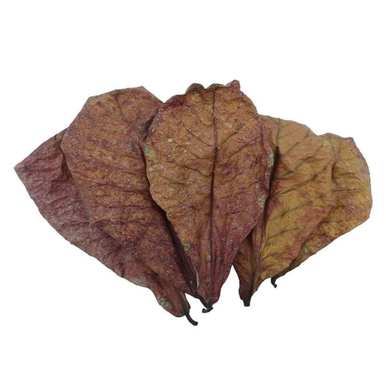 CTDWNT Indian Almond Leaves for Betta Large Catappa Leaves PH Balance Water Conditioner Aquarium Shrimp Leaves Catappa Leaves Beta Fish Leaf for
