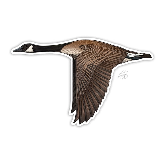 CU Canada Goose Decal